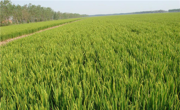 種子基地如何使用農(nóng)業(yè)氣象站來(lái)提高種子基地的產(chǎn)量？