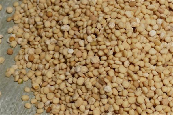 種子基地如何使用農(nóng)業(yè)氣象站來(lái)提高種子基地的產(chǎn)量？