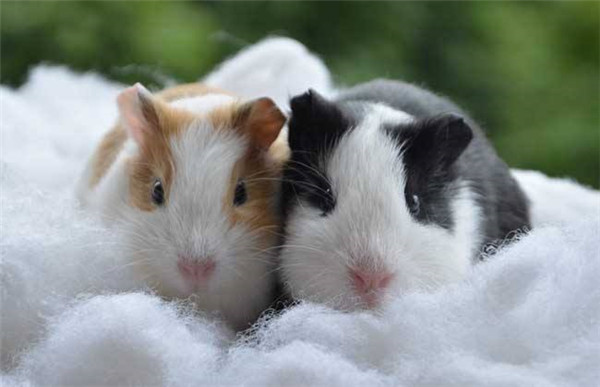 6000竹鼠賣不出去？何不來賣農(nóng)業(yè)氣象站！