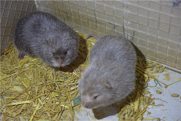 6000竹鼠賣不出去？何不來賣農(nóng)業(yè)氣象站！