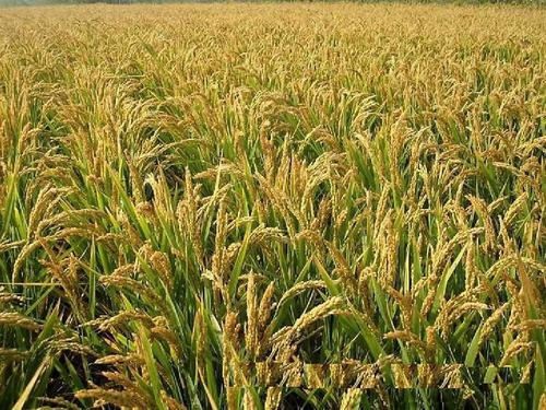 河南農業(yè)氣象站逐步實現(xiàn)智能化氣象監(jiān)測