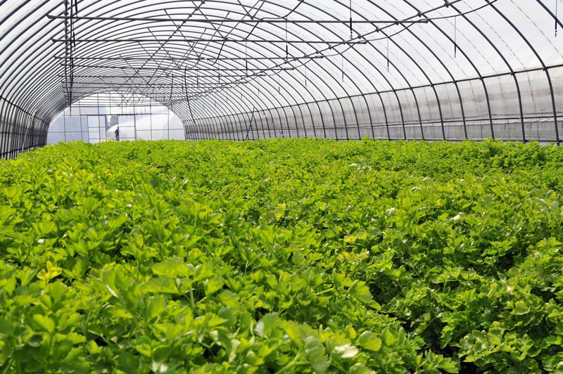 氣象五參數(shù)監(jiān)測儀